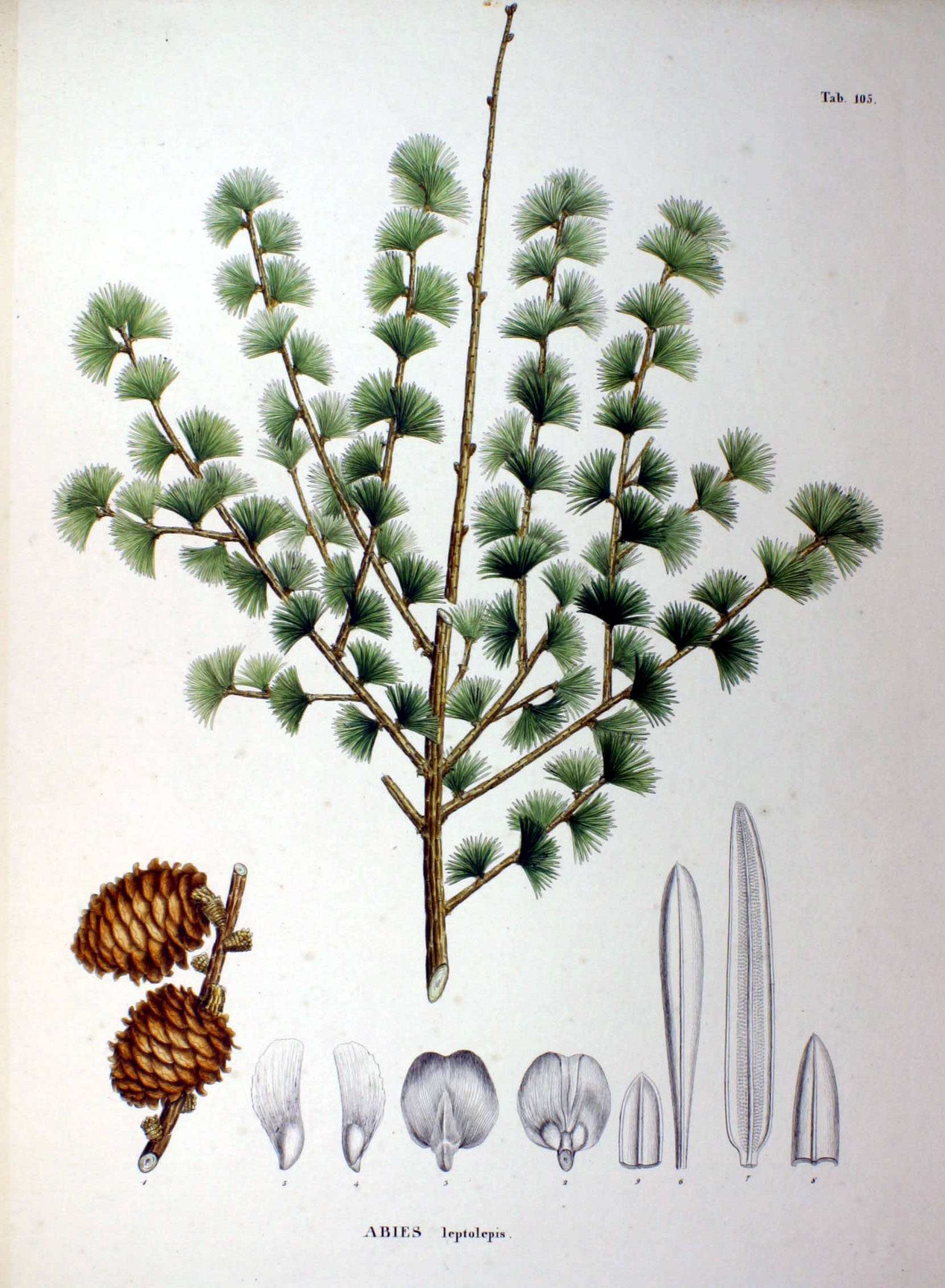 Лиственница Сибирская Ботаническая иллюстрация