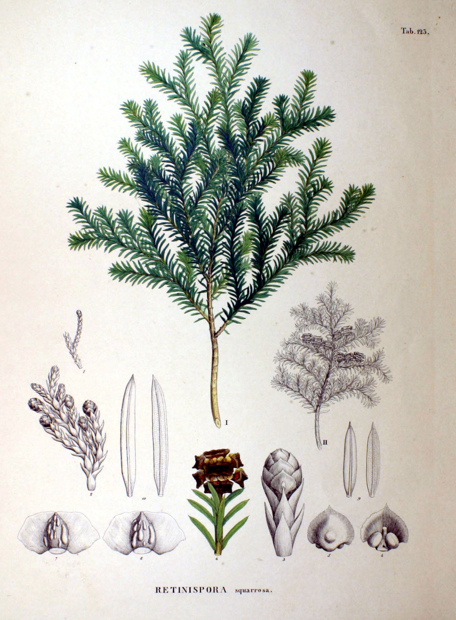 Киаприс Ботаническая иллюстрация